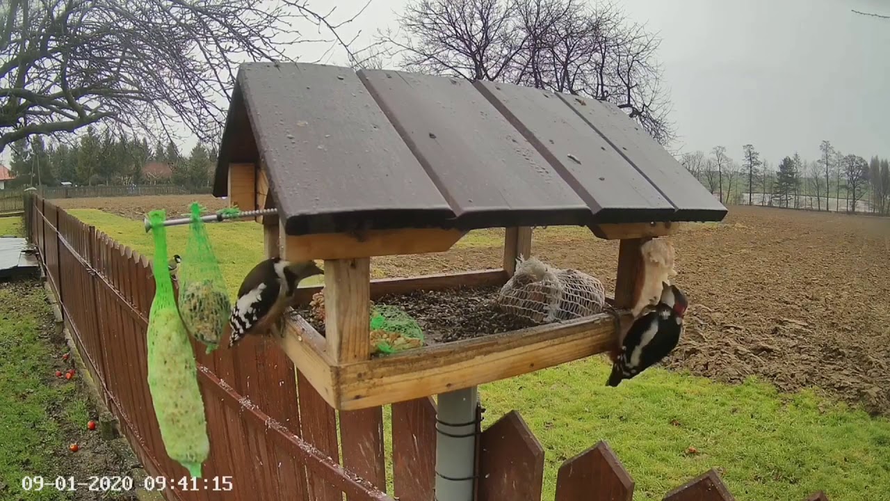 Pico mediano, picapinos y gavilán/2 woodpeckers and sparrowhawk - YouTube