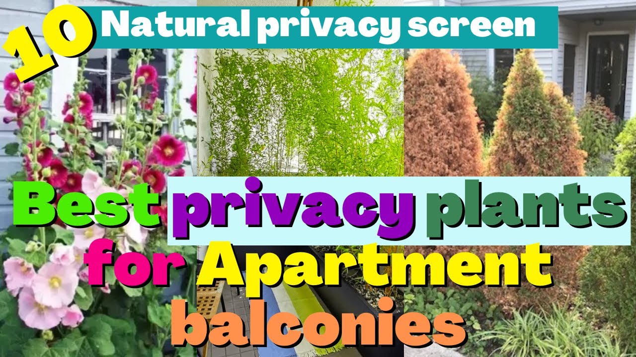 Best Privacy Plants for Balconies & outdoor gardens Create Natural