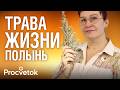 ПОЛЫНЬ убивает паразитов спасает от вирусов и переедания Как применять и противопоказания 