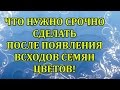 ЧТО НУЖНО СРОЧНО СДЕЛАТЬ ПРИ ПОЯВЛЕНИИ ВСХОДОВ СЕМЯН ЦВЕТОВ! ШАГ 2.