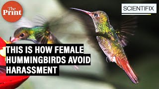 Download Lagu Not just humans, female hummingbirds also have to battle harassment. This is how they do it