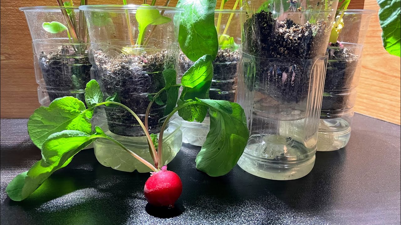 めっちゃ簡単にできるプラカップで育てる二十日大根