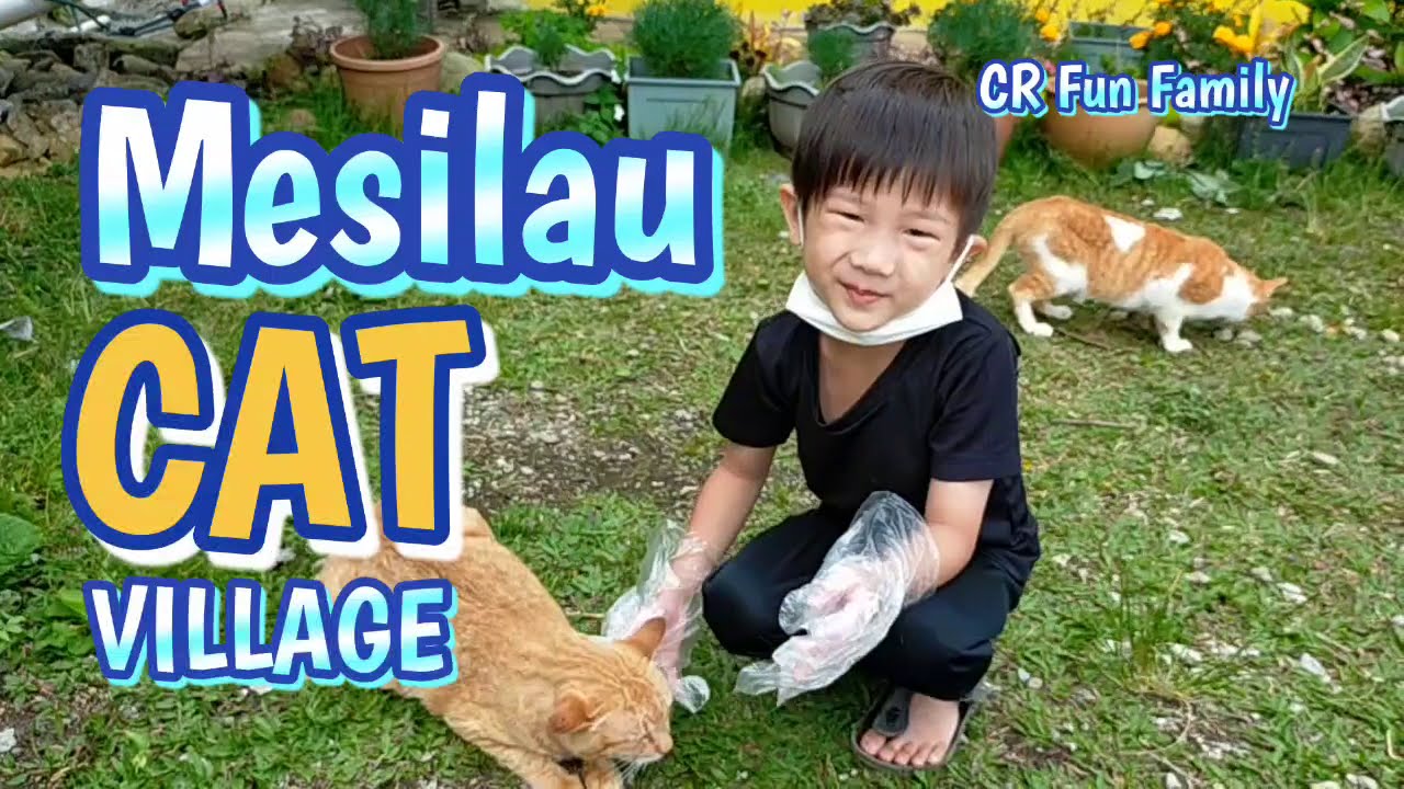 Mesilau Cat Village Kundasang Sabah Youtube