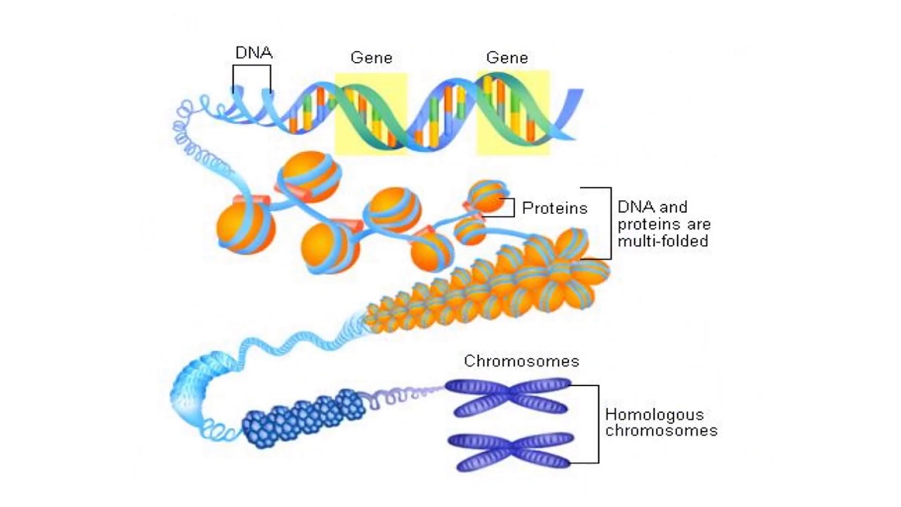 Днк в соединении с белком. Превращение ДНК В хромосому. Упаковка молекулы ДНК В хромосому. ДНК хромосомы гены. Молекулы ДНК В хромосоме.