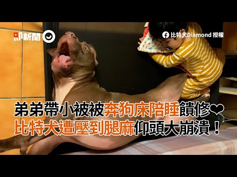 屁孩弟激動奔狗要陪睡 比特犬被壓到腿麻仰頭崩潰🤣｜寵物動物｜狗狗｜精選影片