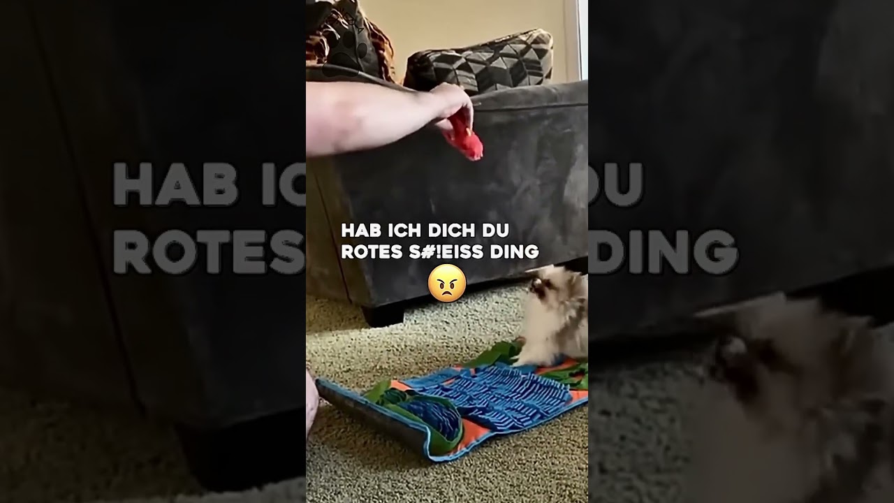 Hundevideos zum totlachen #gassigehen #funny #doggos #funnyanimals #hundeliebe #pets #doggosforlife