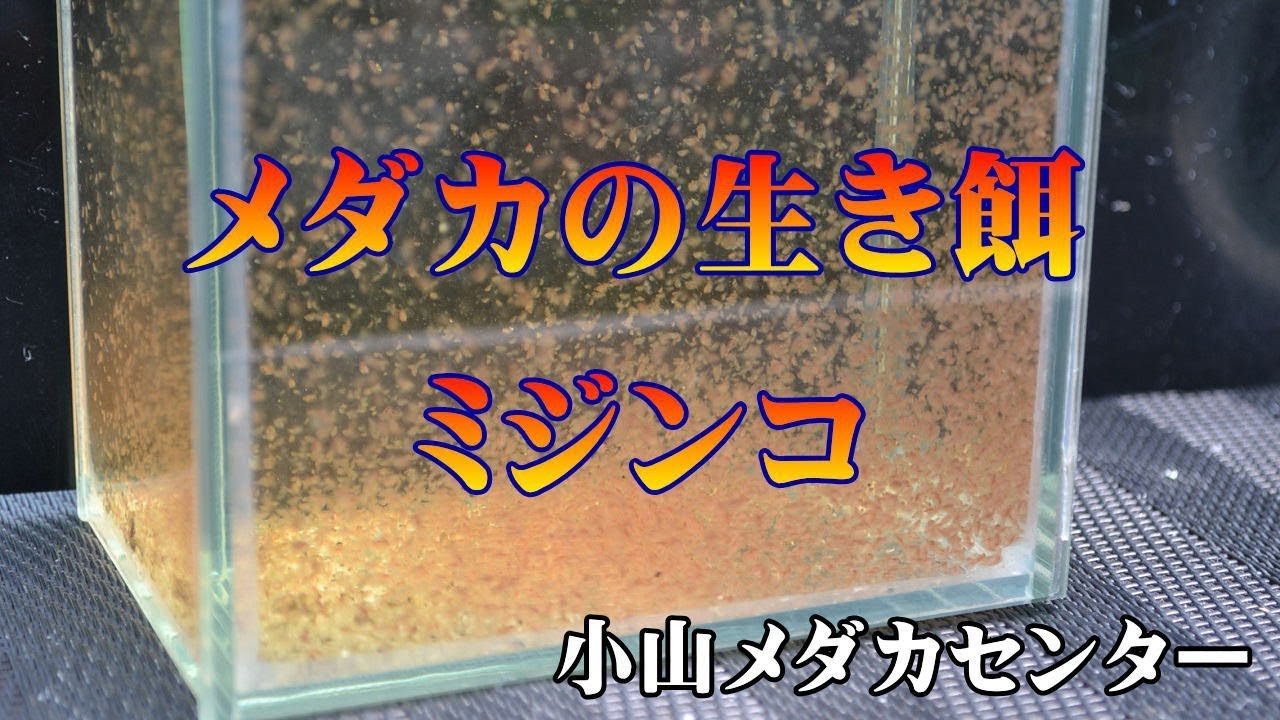 メダカの生き餌 ミジンコ めだか販売店 小山メダカセンター Youtube