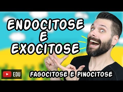 Vídeo: Diferença Entre Endocitose E Exocitose