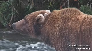 Another Mystery Collared Bear Comes to Brooks River (explore.org RF cam) 8.17.26