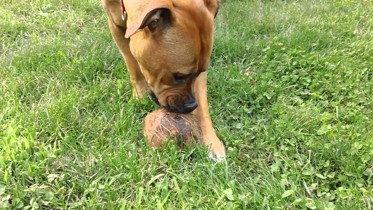 Dogs and coconuts YouTube