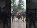 Unbelievable Cow Resists Slaughter During Rainstorm Eid Al Adha 2025