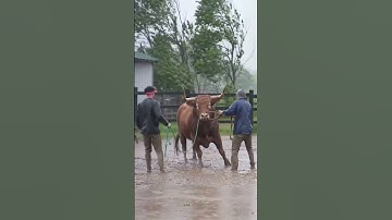 Luar biasa! Sapi berhasil melawan saat hujan badai – Idul Adha 2025