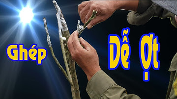 Thời điểm ghép cành cây ăn trái_Ghép cải tạo giống cho bưởi