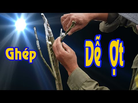 Video Thời điểm ghép cành cây ăn trái_Ghép cải tạo giống cho... - youtube