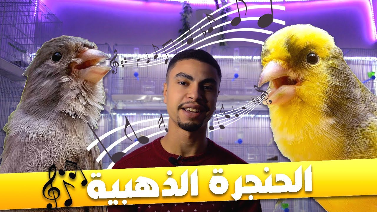 أكثر نوع كناري مطلوب في الأسواق 🤩 أنصحك بتربيته | مواصفات وثمن السلالة النقية