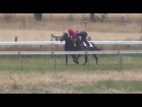 Burrumbeet Jan 3rd 2014 Mad gallop