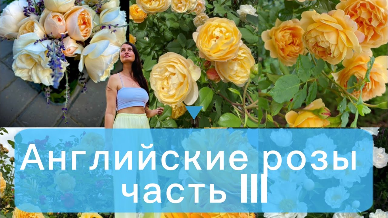 обзор сортов роз:  Golden Celebration, Roald Dahl, Lichfield Angel