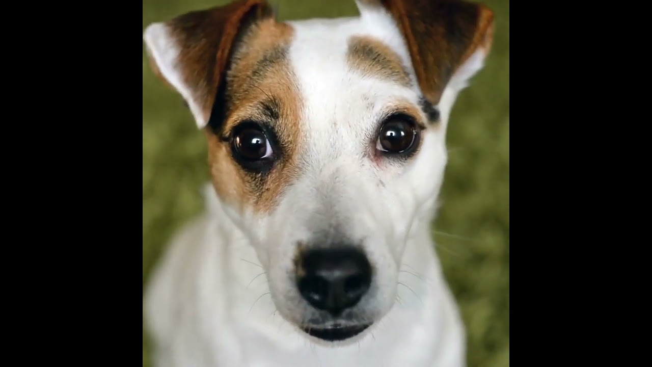 Watch Cute Dog