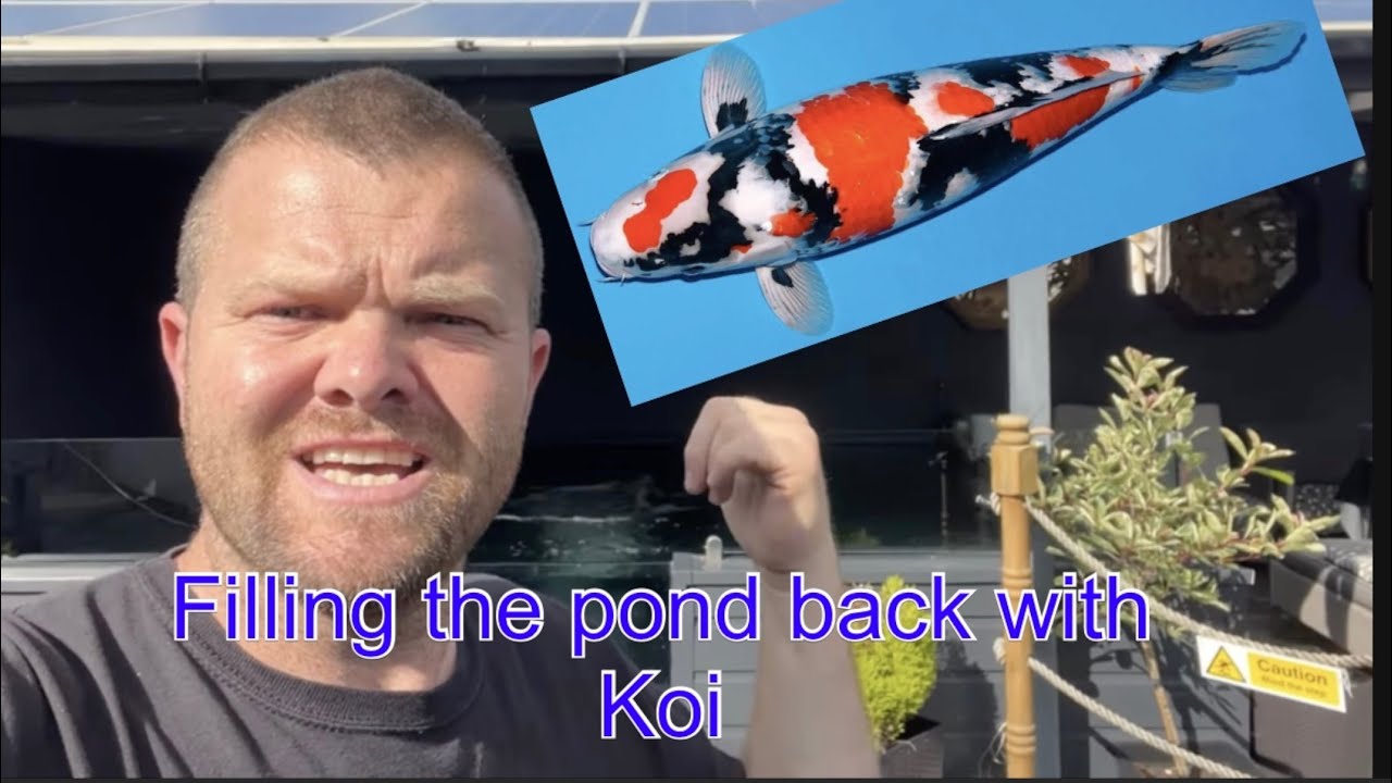 Getting koi back in the main pond and a few of the big ones up for sale 
