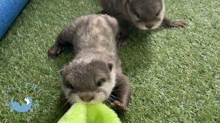カワウソの赤ちゃん、おばちゃんのスゴワザにあこがれる！　Baby otter yearns for auntie's skill!