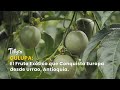 Gulupa: El Fruto Exótico que Conquista Europa desde Urrao, Antioquia - TvAgro por Juan Gonzalo Angel