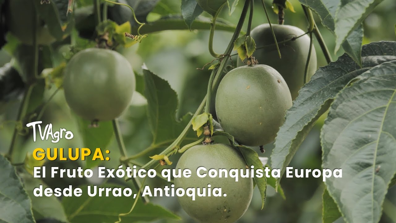 Gulupa: El Fruto Exótico que Conquista Europa desde Urrao, Antioquia - TvAgro por Juan Gonzalo Angel