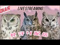 フクロウの見守り夜配信5/15（小一時間）