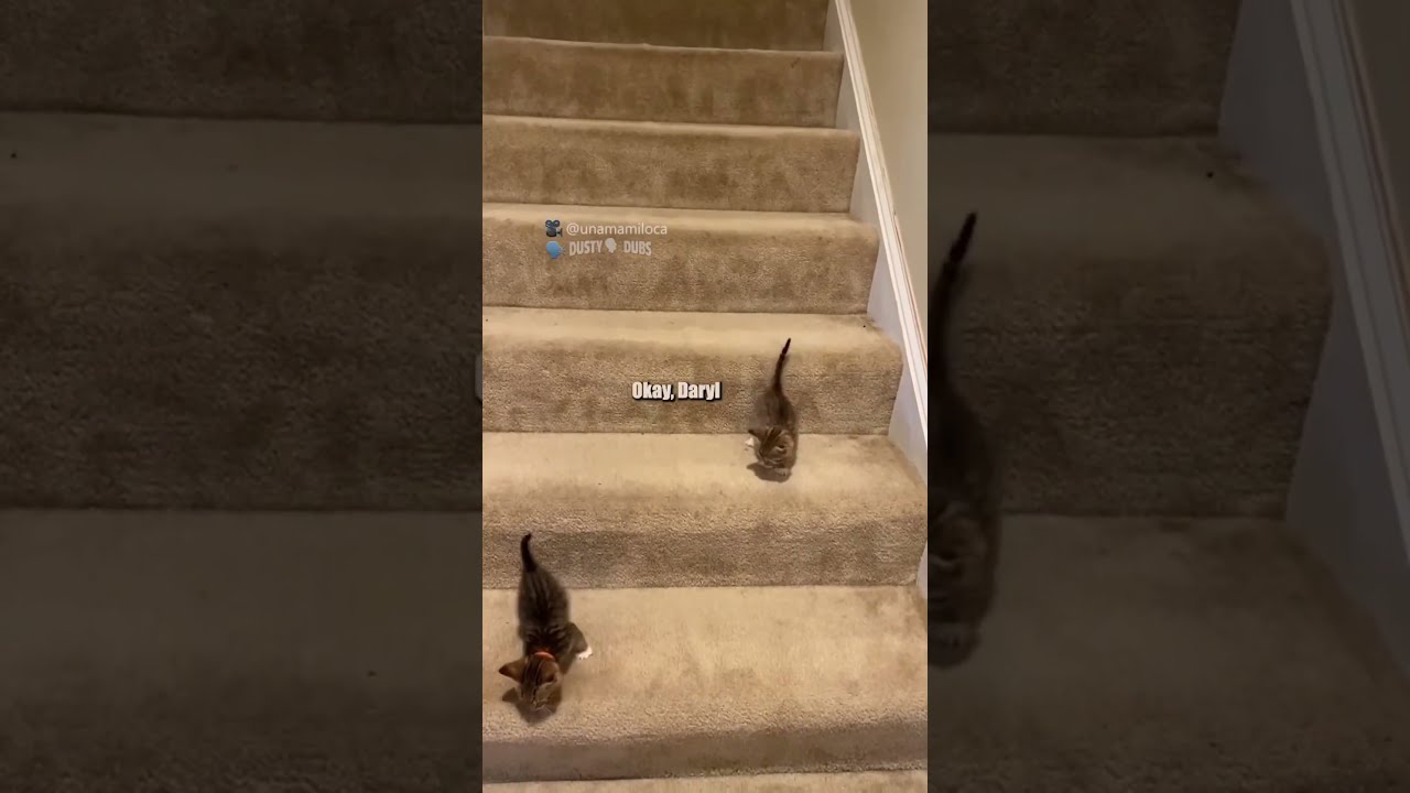 Stairs Are Very Treacherous Unamamiloca TikTok Shorts