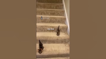 Thumbnail of stairs are very treacherous 🎥: unamamiloca (TikTok), #shorts
