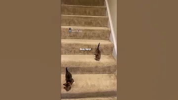 Stairs Are Very Treacherous Unamamiloca TikTok Shorts 