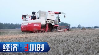 与天争粮！多年罕见的持续“烂场雨”打乱夏收节奏，直击河南小麦“抢收战”「经济半小时」20230607 | 财经风云