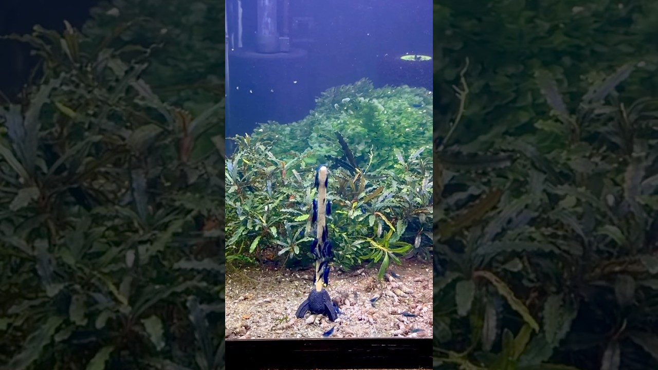 Tanks Come Alive With One of My Shrimp Sticks! #shrimptank #neocaridina #bucephalandra #moss