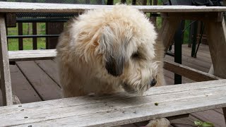 Why Soft Coated Wheaten Terriers Make Great Family Pets