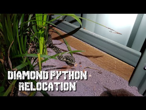 Releasing a Diamond Python from Vincentia