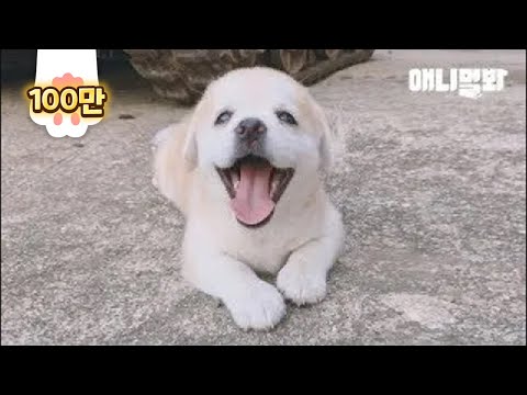 Video: Pet Scoop: Retriever Kardeşini Kurtardı, Japon Köpekleri Deprem Sonrası Stresi Çekiyor