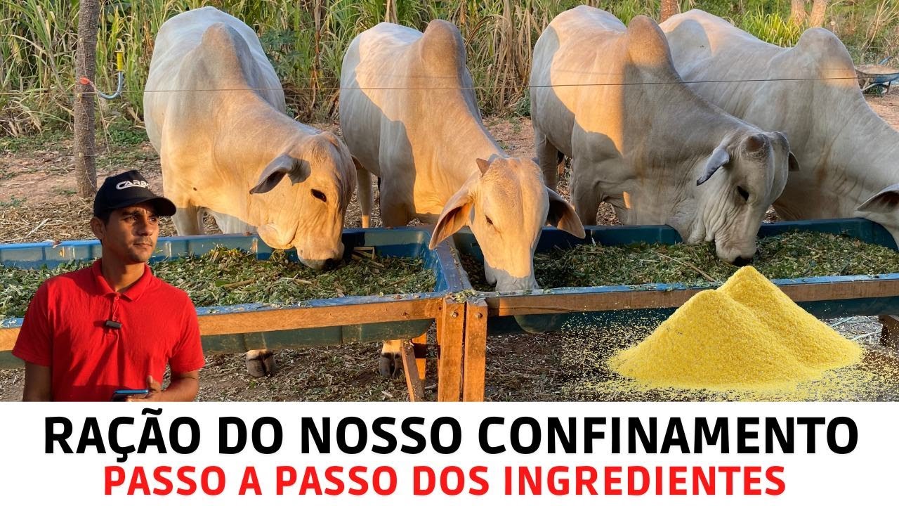 Ração do nosso Confinamento - Passo a passo dos ingredientes