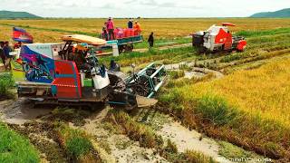Kubota DC108X Harvesting Team | Incredible Rice Cutting Performance by Skilled Operators
