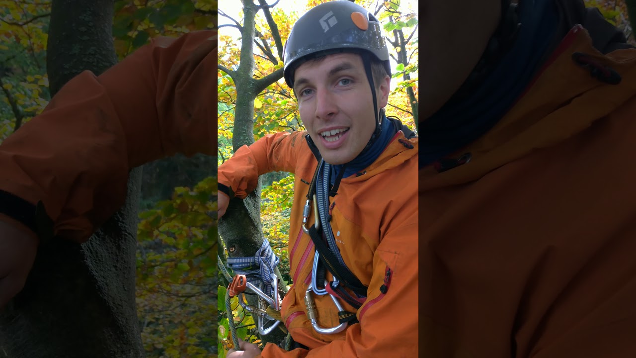 Træklatring - Multipitch 25 meter højt træ med frokost i toppen