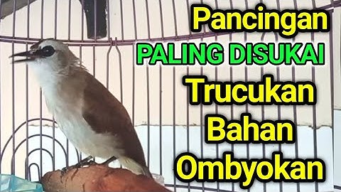 PUNYA TRUCUK BAHAN..? PAKAI Pancingan INI trucukan BAHAN trucuk ombyokan agar bunyi gacor