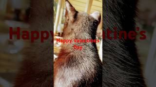 Happy Valentine’s Day from Big Black Cat  #bigblackcat #cat #hugyourcatday #blackcatlife