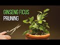 Ginseng Ficus bonsai pruning: A year into the development of my Ficus microcarpa bonsai