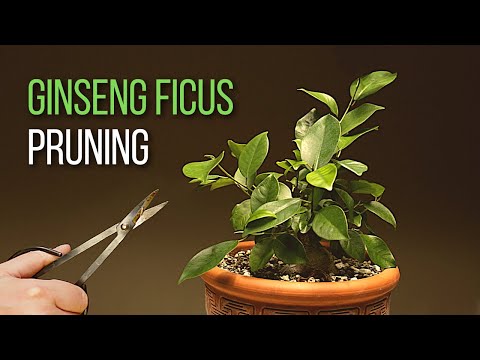 Ginseng Ficus Bonsai Pruning: A Year Into The Development Of My Ficus Microcarpa Bonsai