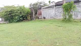 Satwa2 juga punya nama bila dipanggil namanya merespon 🦮🐕♥️