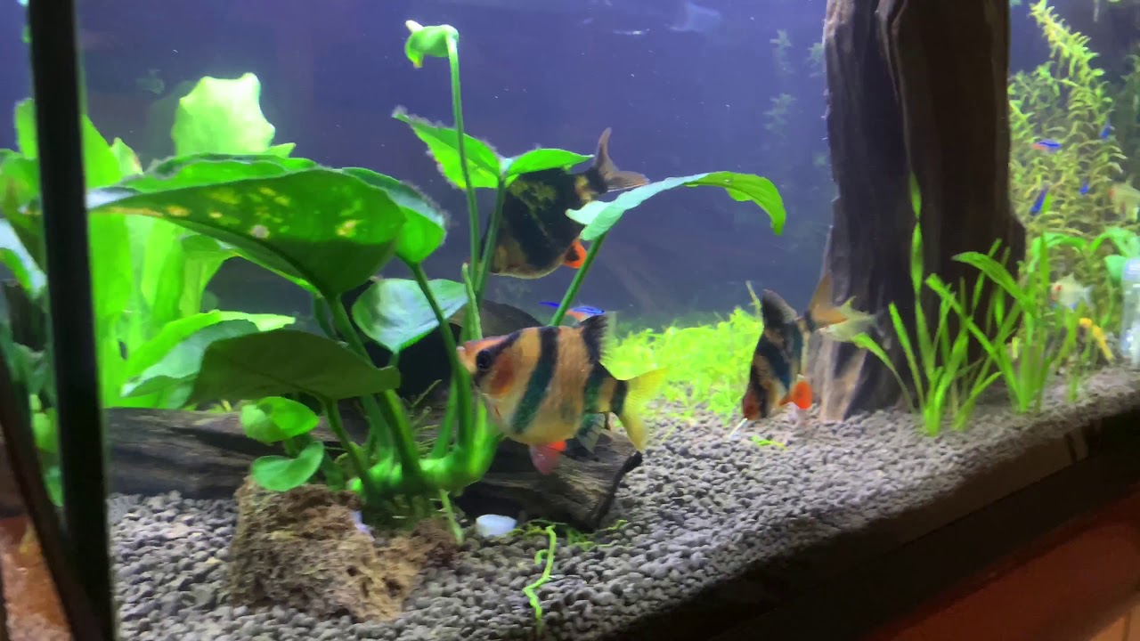 Crystal water aquarium 54l - YouTube