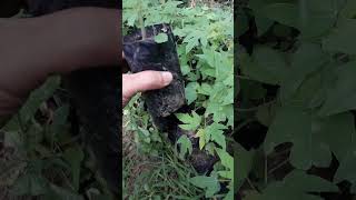 hasil semai biji pepaya california #pepayacalifornia #fruit #farming #buah