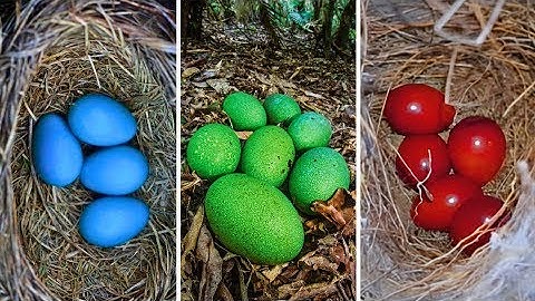 15 Most Amazing Bird Eggs in the World!
