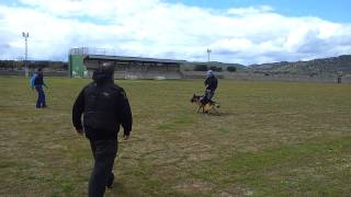KICHE K9 TRAINING: Muzzle work.