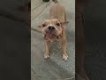 Coco be like abhi mai busy hu 😆🤣 #utubeshorts #dogshorts #funnyvideo #americanbully #coco