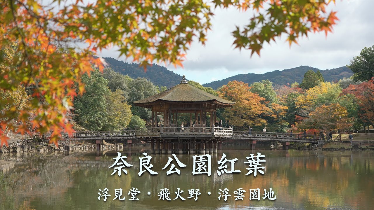 2024年11月19日】奈良公園紅葉🍁 | 浮見堂 | 飛火野 | 浮雲園地