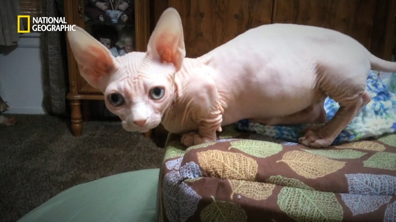 털 없는 고양이, 밤비노